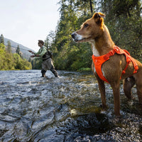 A dog looks at the camera in the snow wearing a yellow Vert jacket.