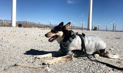 Rogue Athena stays cool with swamp cooler by wind turbines.