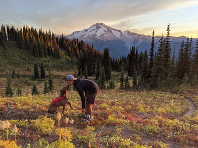 A man kisses his dog on the snout while they are in nature backpacking. 