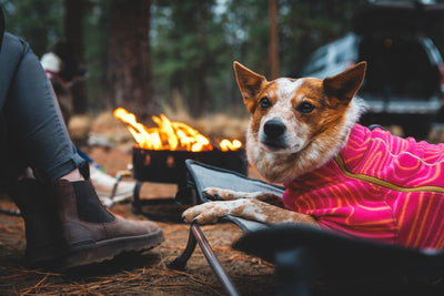 A dog relaxes on their Ruffwear bed by the campfire.