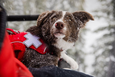 Avalanche dog looks up at ski patroller handler while riding chairlift on snowy day.