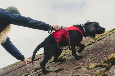 A dog scrambles up a rock in a bright red Ruffwear harness.