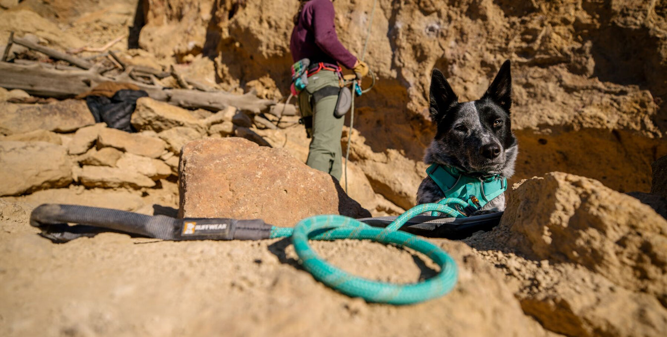 A human gets ready to rock climb with their Blue Heeler by their side.