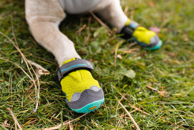 Dog Paw Anatomy: Parts of a Dog’s Paw