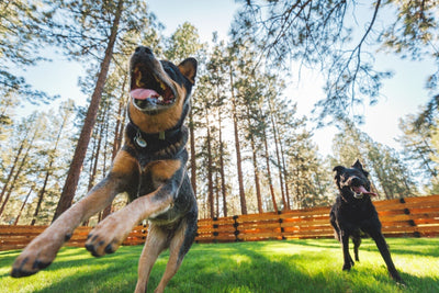 Two happy dogs play in a sunny backyard.