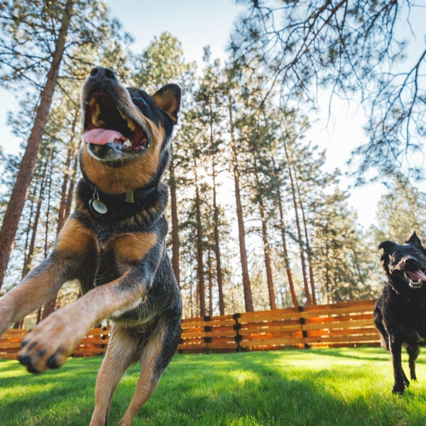 Two happy dogs play in a sunny backyard.