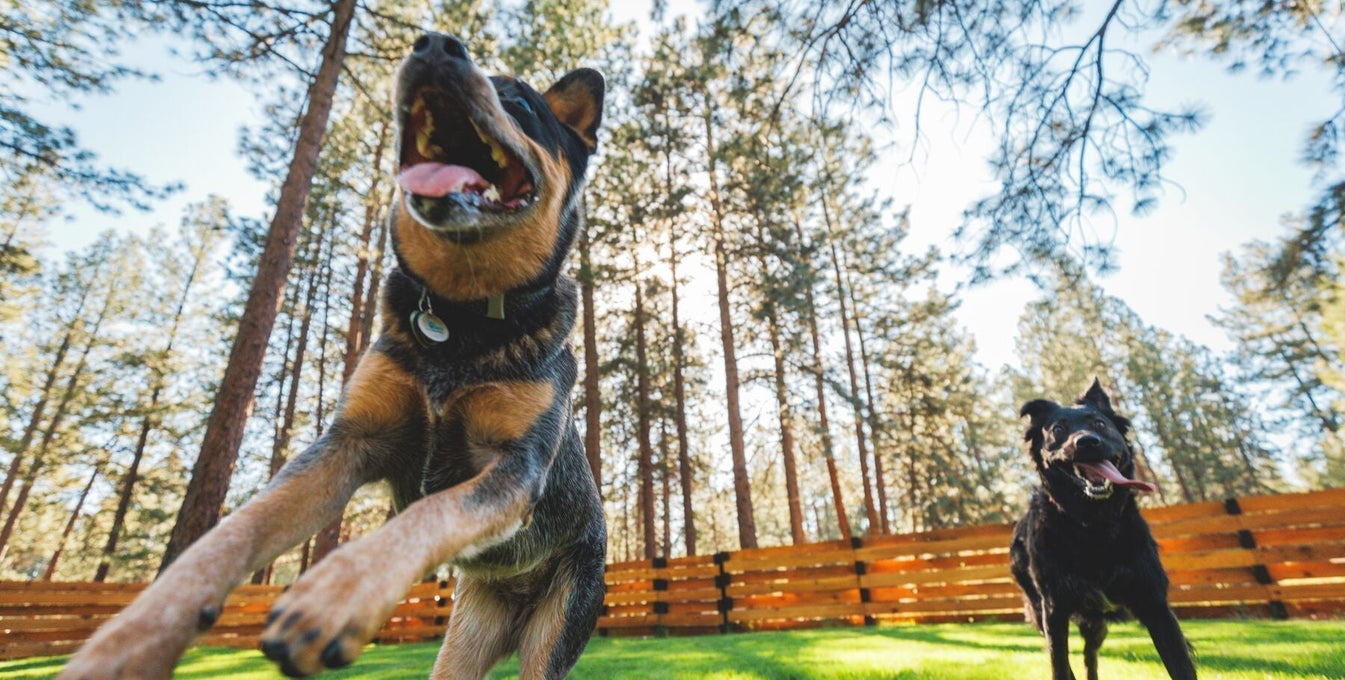 Two happy dogs play in a sunny backyard.
