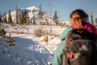 A golden retriever dog runs toward its owner in the snow. 