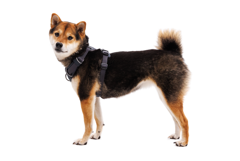 Dog in Front Range Harness in Basalt Gray