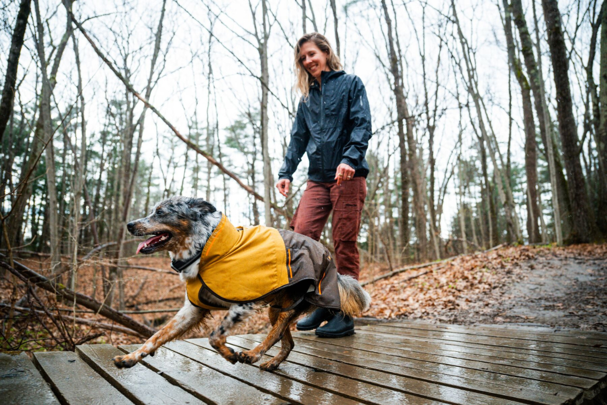 Dog on a hike in the rain.