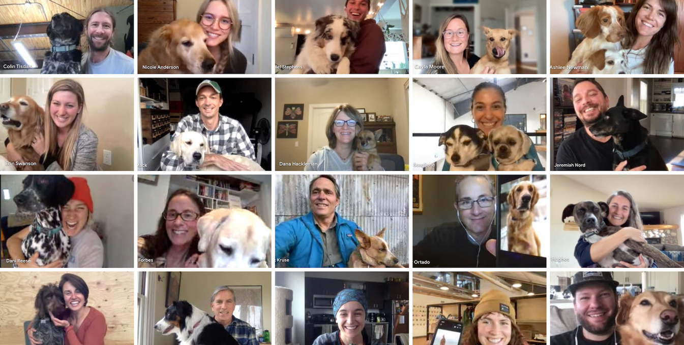 Zoom screenshot of employees and their dogs at ruffwear.